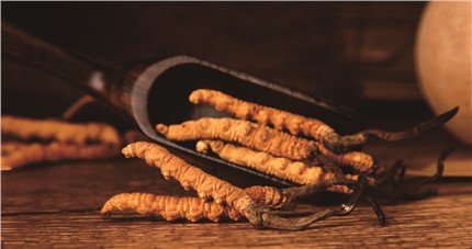 什么是斷草？斷草和冬蟲夏草的區(qū)別和購買常識(shí)