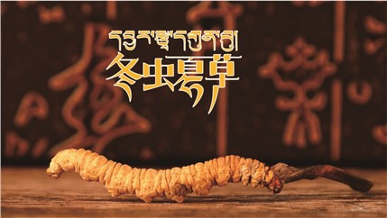 那曲新鮮冬蟲(chóng)夏草什么時(shí)候采挖？